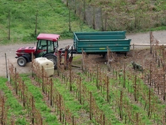 Weinanbau