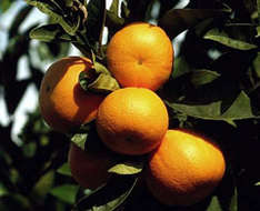 Orangensaft - Produkt Valencias