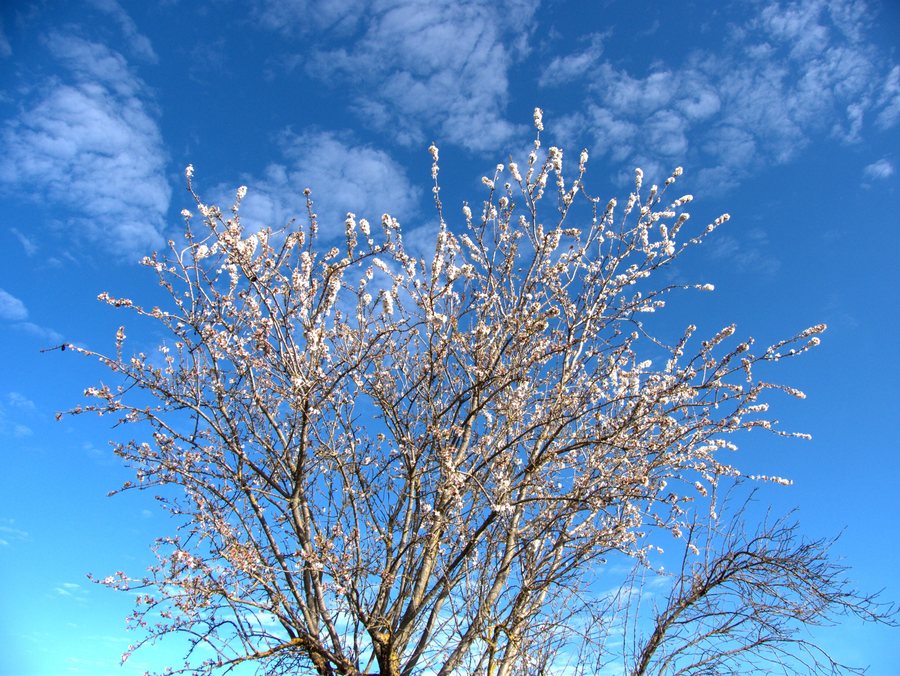 File:Flor de Almendro avisando de la Primavera. Benagéber (Alto Turia, Valencia, Spain, Marzo 2013).jpg