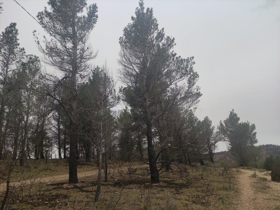 File:Puebla de Arenoso - després de l'incendi 04.jpg